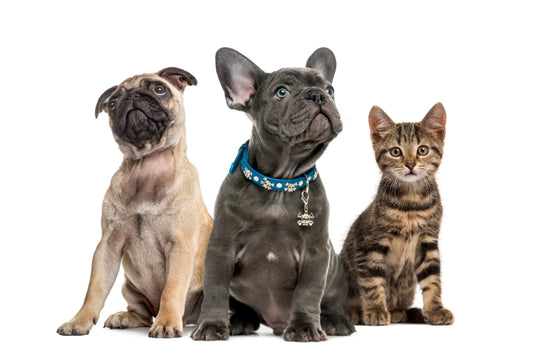 How to Create a Comfortable Space for Your Pet at Home