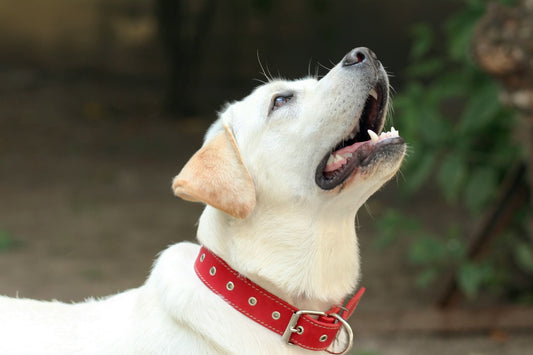 Finding the Perfect Fit: A Guide to Dog Collars and Leashes