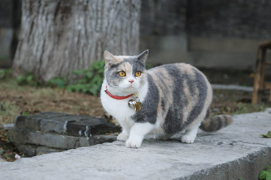 Purrfect Fit: A Complete Guide to Choosing Cat Collars