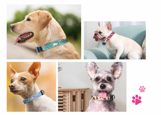 Top Pet Collars Every Dog and Cat Owner Should Know About