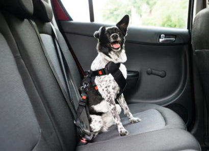 3 Easy Steps to Buckle Up Your Dog Safely in the Car