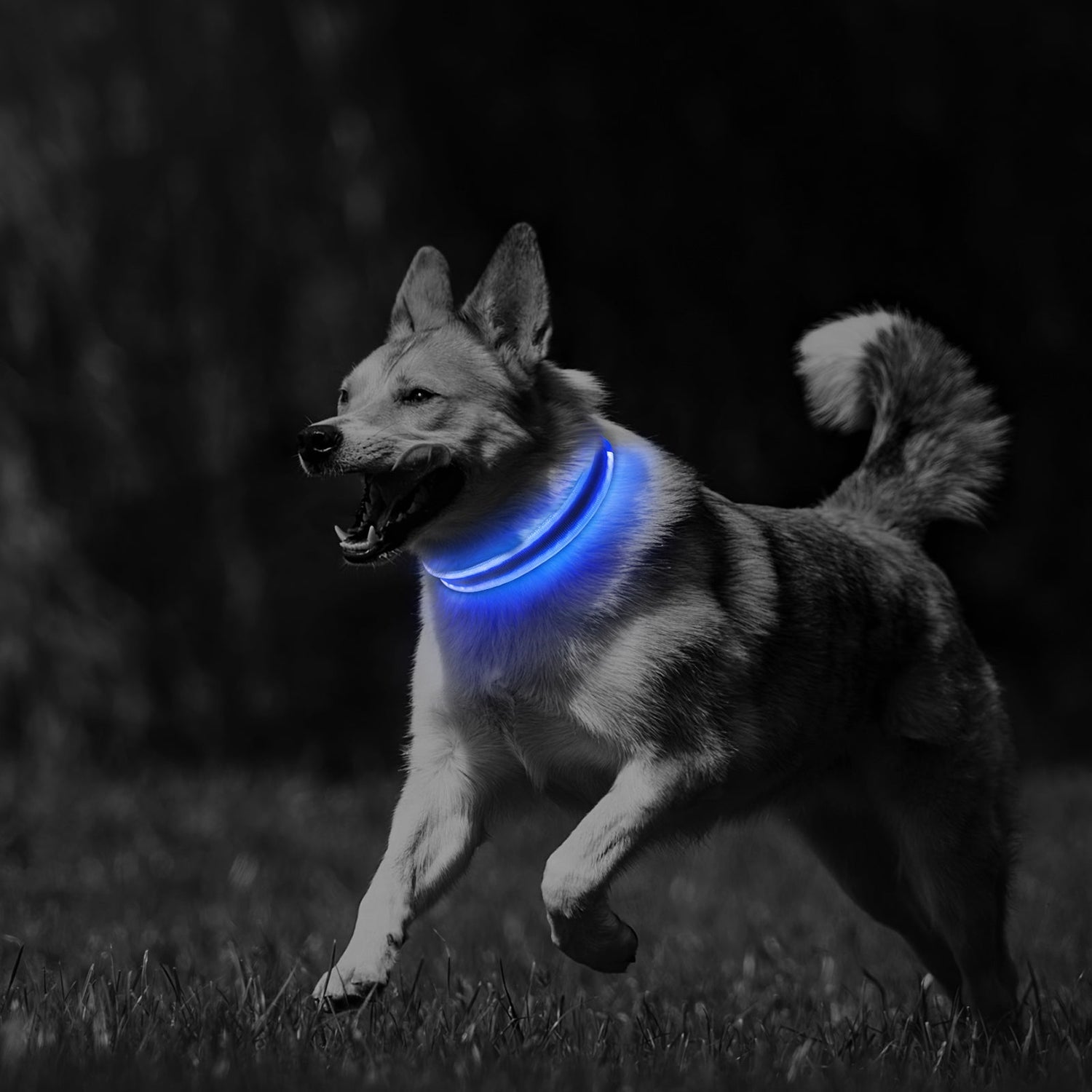dog collars