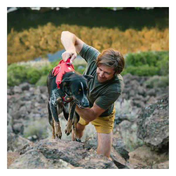 pet harness