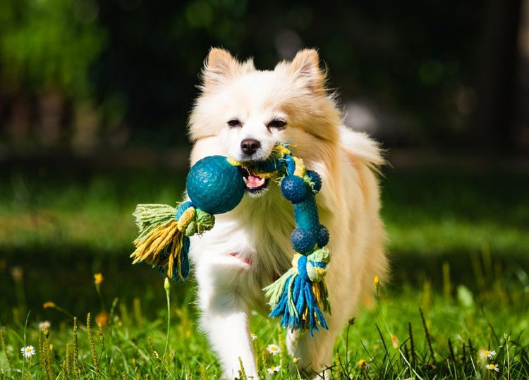 dog toys/pet toys