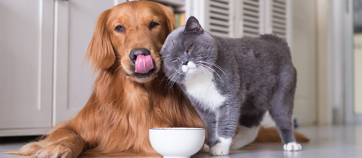 dog and cat bowl