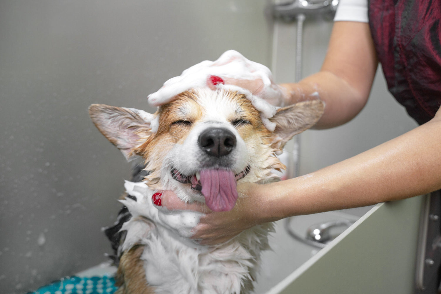 pet grooming