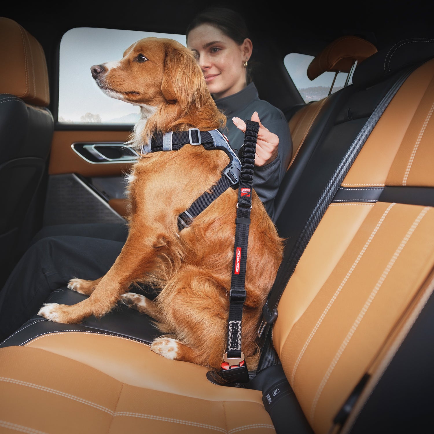 seat belt for dog