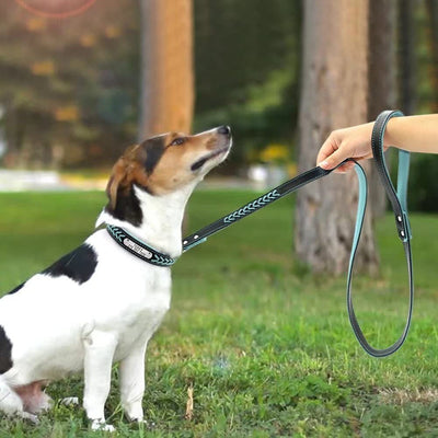 Pet Leashes